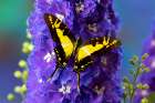 USA-Washington State-Issaquah Butterfly on flowers Art Print